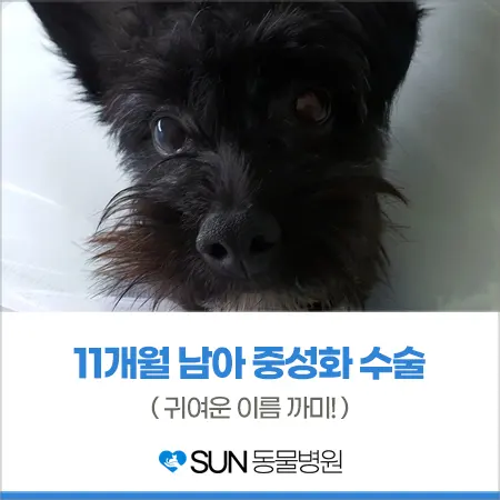 11개월 강아지 남아 중성화 수술