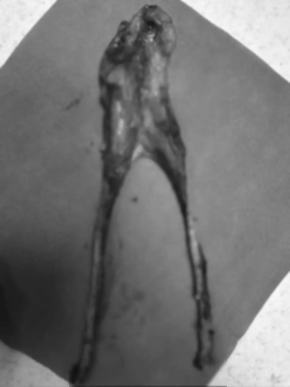 15살 강아지 유선 종양 전제적출,외이도 종괴 제거 수술 했어요.
