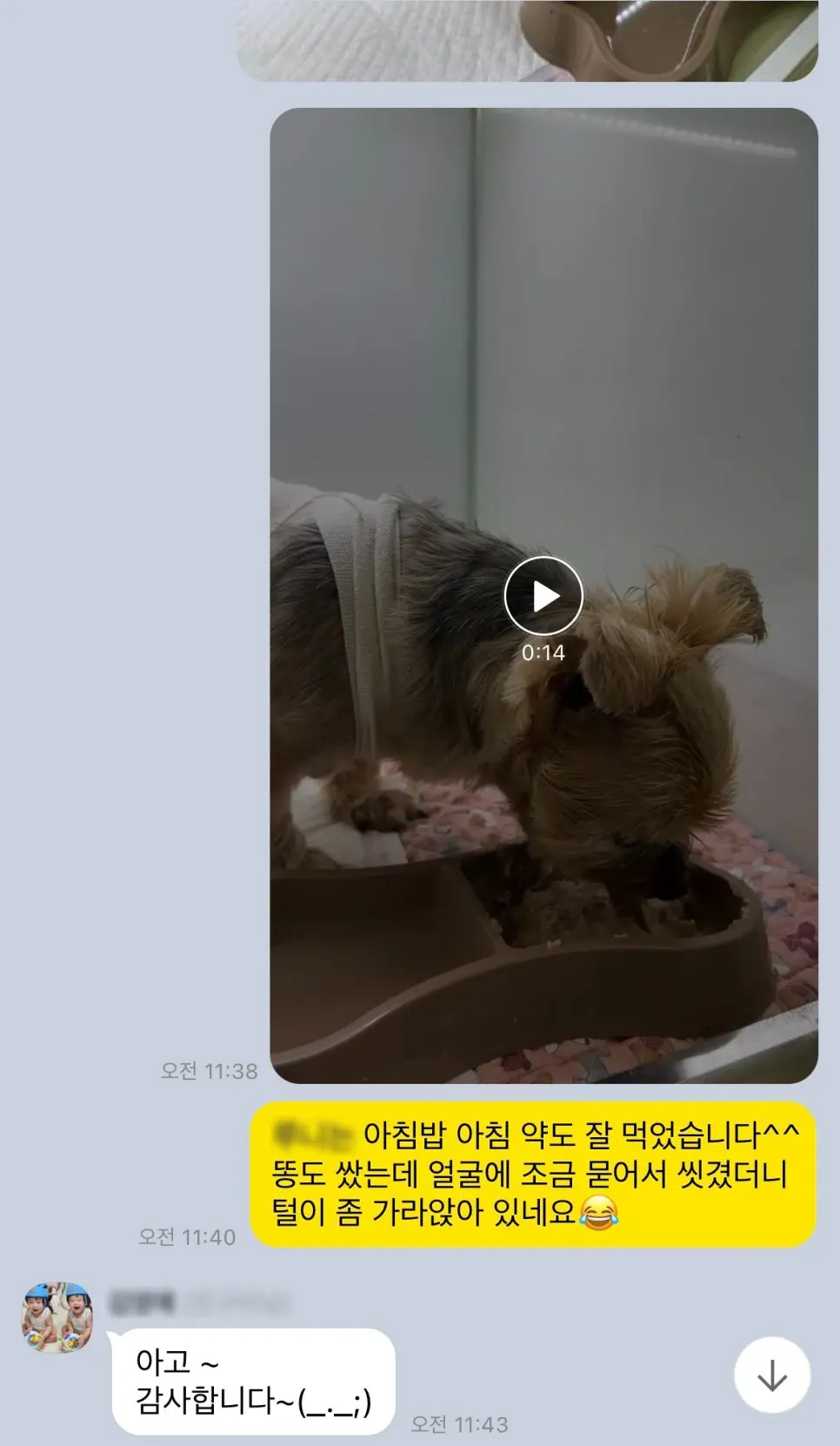 15살 강아지 유선 종양 전제적출,외이도 종괴 제거 수술 했어요.