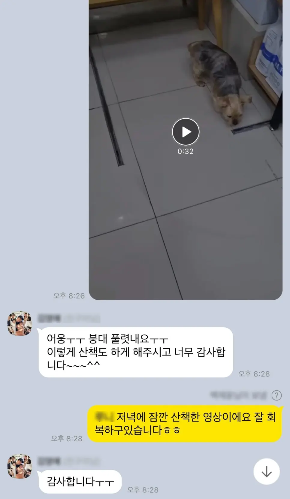 15살 강아지 유선 종양 전제적출,외이도 종괴 제거 수술 했어요.