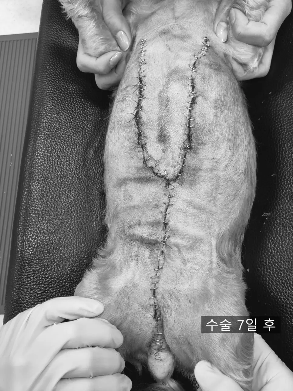 15살 강아지 유선 종양 전제적출,외이도 종괴 제거 수술 했어요.