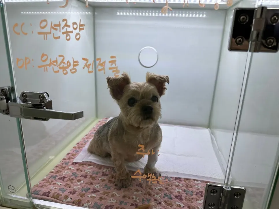 15살 강아지 유선 종양 전제적출,외이도 종괴 제거 수술 했어요.