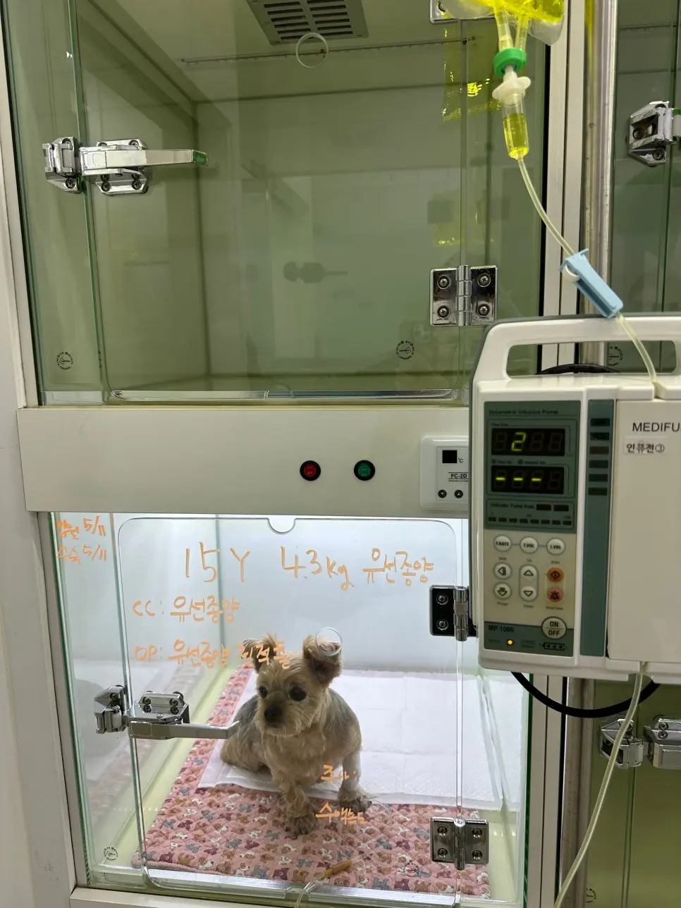 15살 강아지 유선 종양 전제적출,외이도 종괴 제거 수술 했어요.