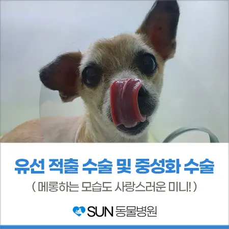 강아지 유선 적출 수술 및 여아 중성화수술
