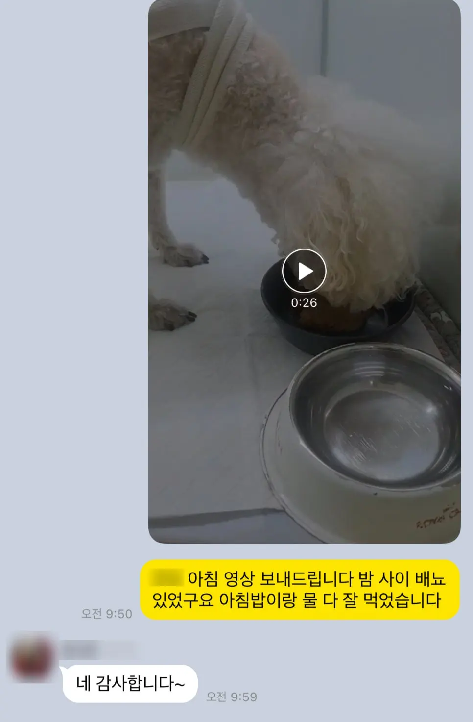 10살 강아지 유선종양전적출,중성화수술 했습니다