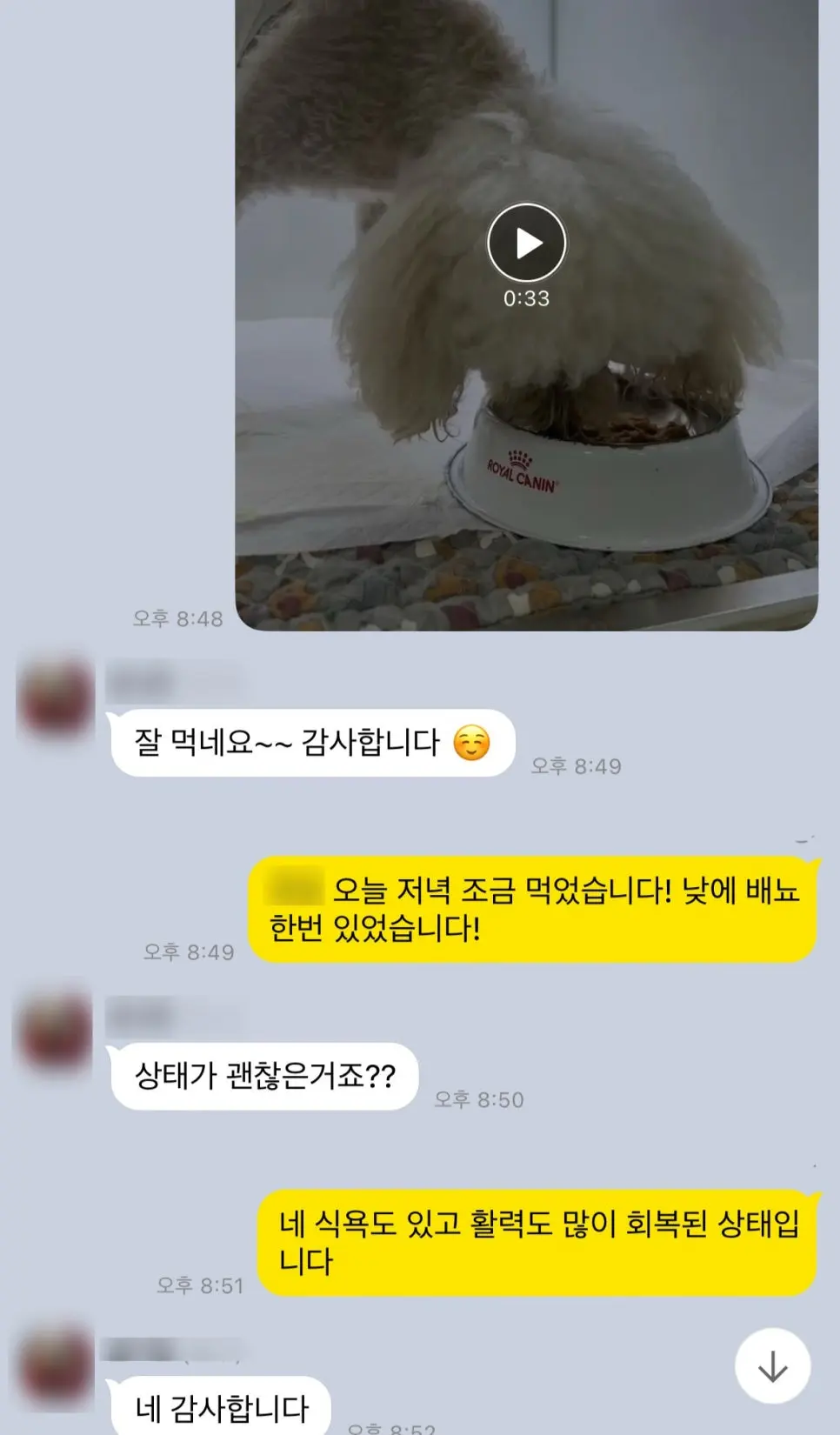 10살 강아지 유선종양전적출,중성화수술 했습니다