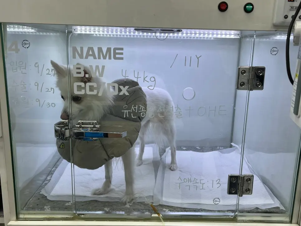 11살 강아지 유선전적출+중성화 수술 했어요