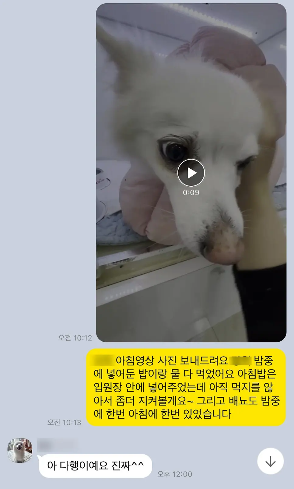 11살 강아지 유선전적출+중성화 수술 했어요