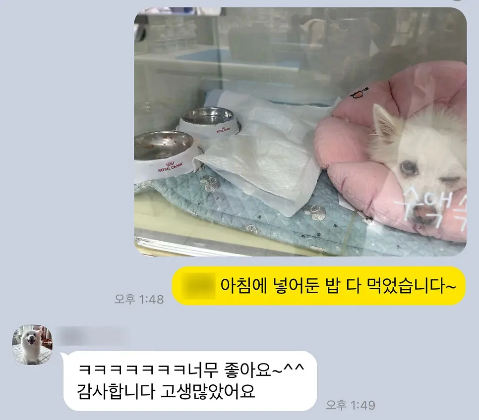 11살 강아지 유선전적출+중성화 수술 했어요