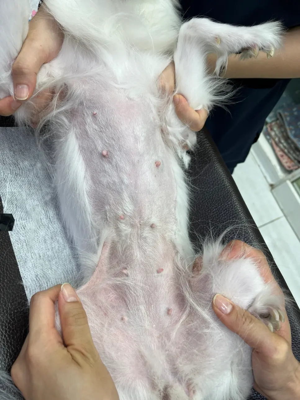 11살 강아지 유선전적출+중성화 수술 했어요