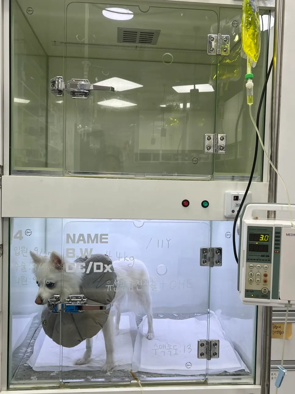 11살 강아지 유선전적출+중성화 수술 했어요
