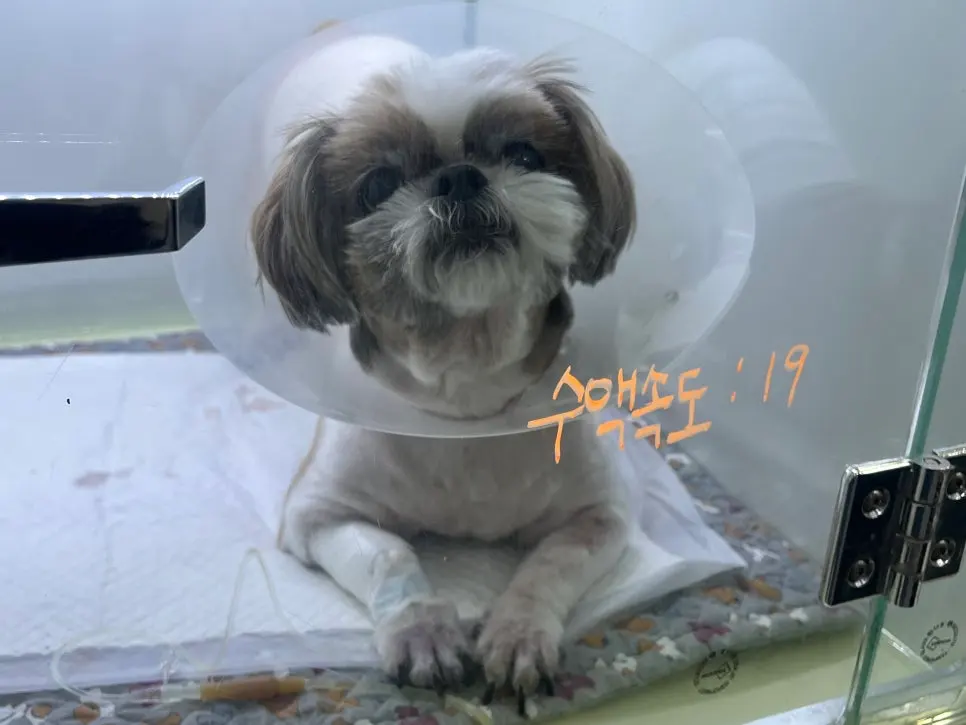 11살 강아지 유선종양 전체 적출 ,중성화 수술 했어요