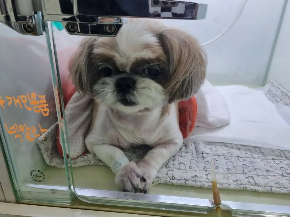 11살 강아지 유선종양 전체 적출 ,중성화 수술 했어요