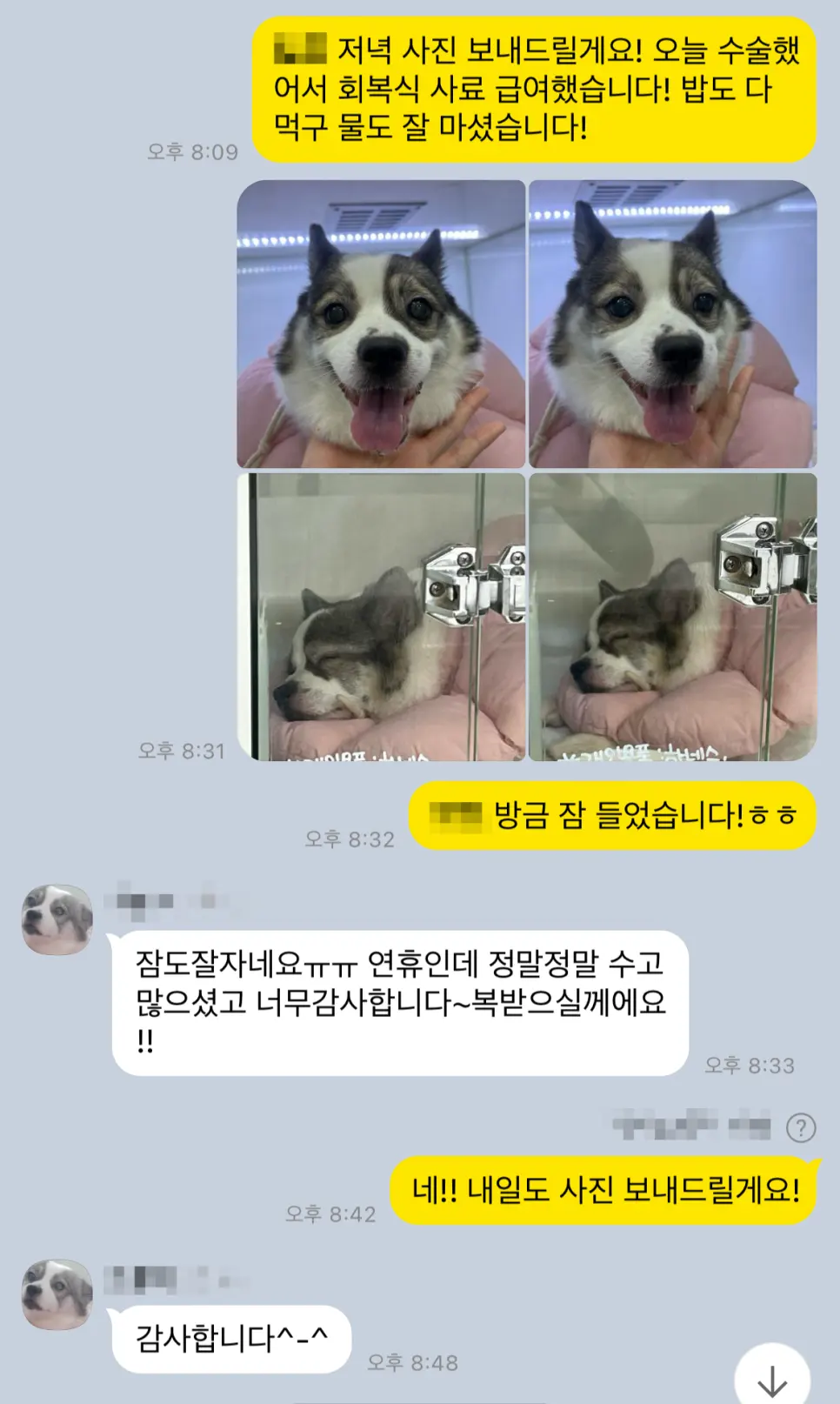 11살 강아지 유선 종양 전체적출,중성화 했어요.