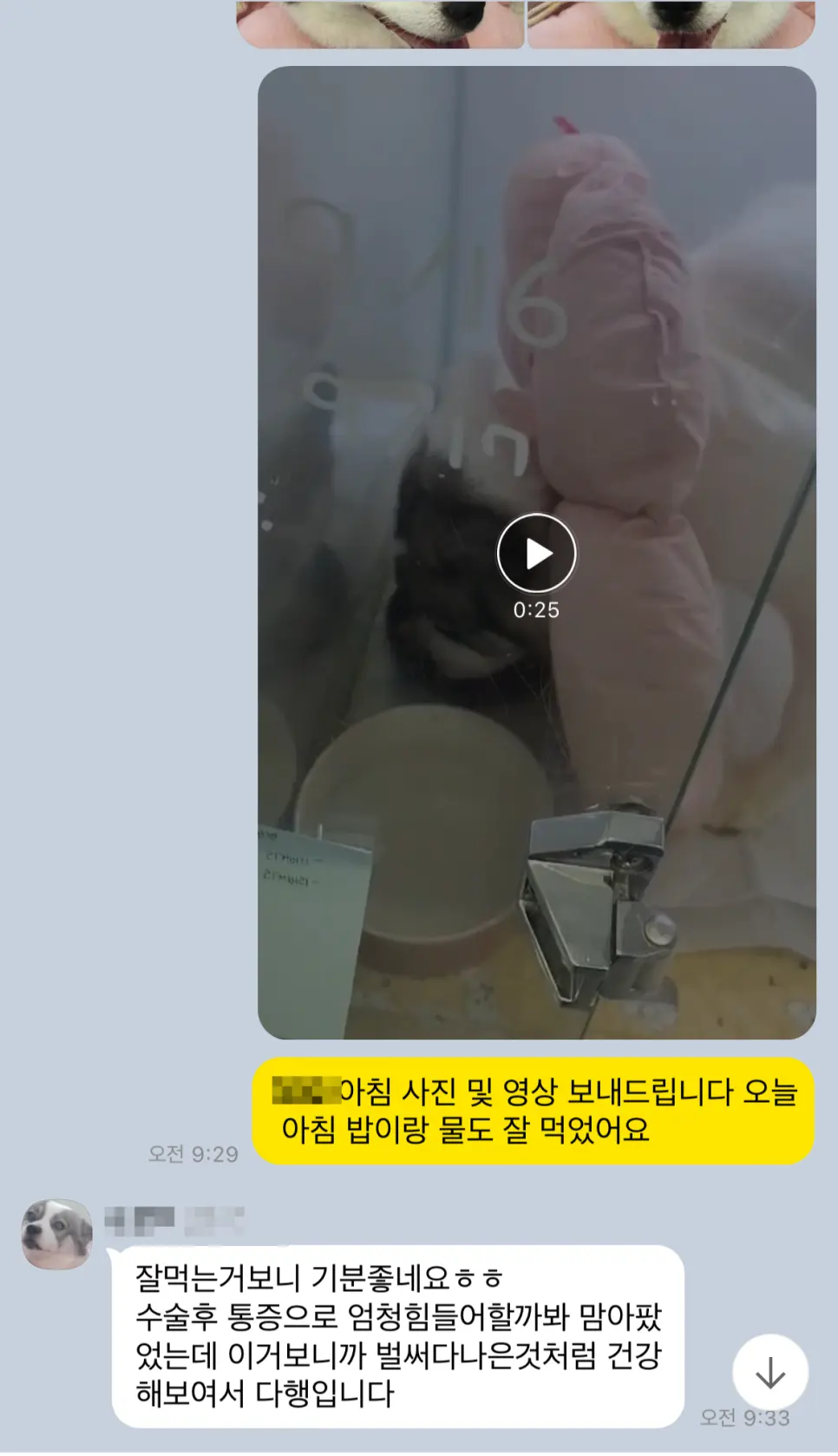 11살 강아지 유선 종양 전체적출,중성화 했어요.