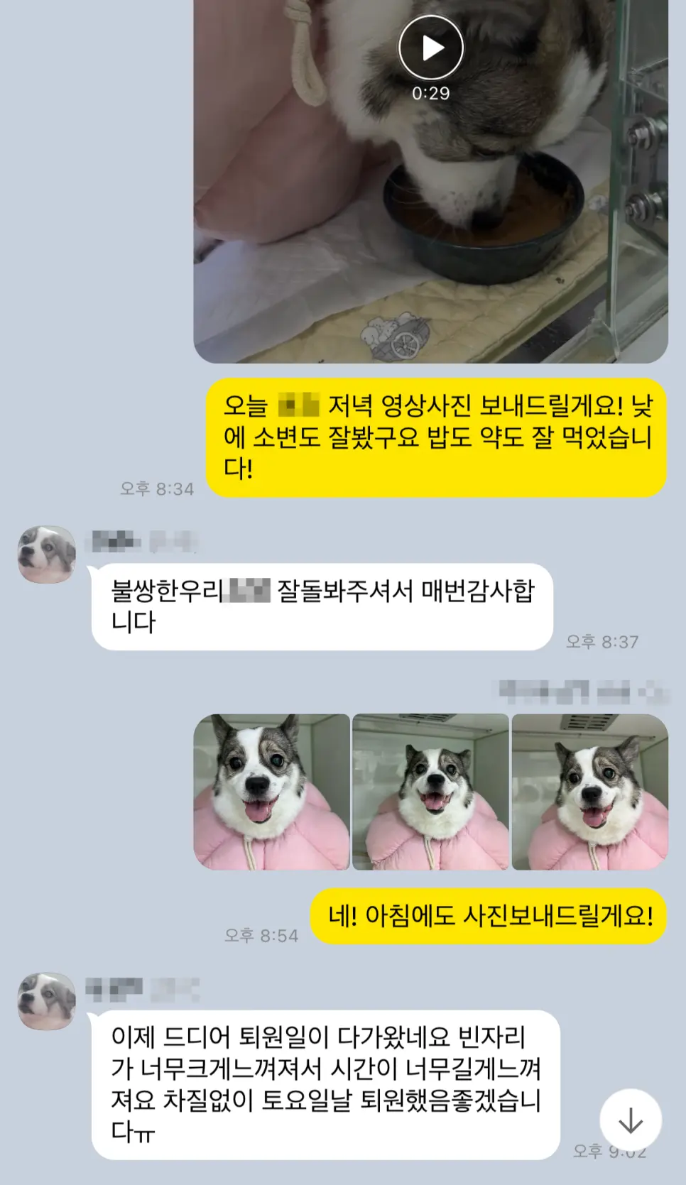 11살 강아지 유선 종양 전체적출,중성화 했어요.