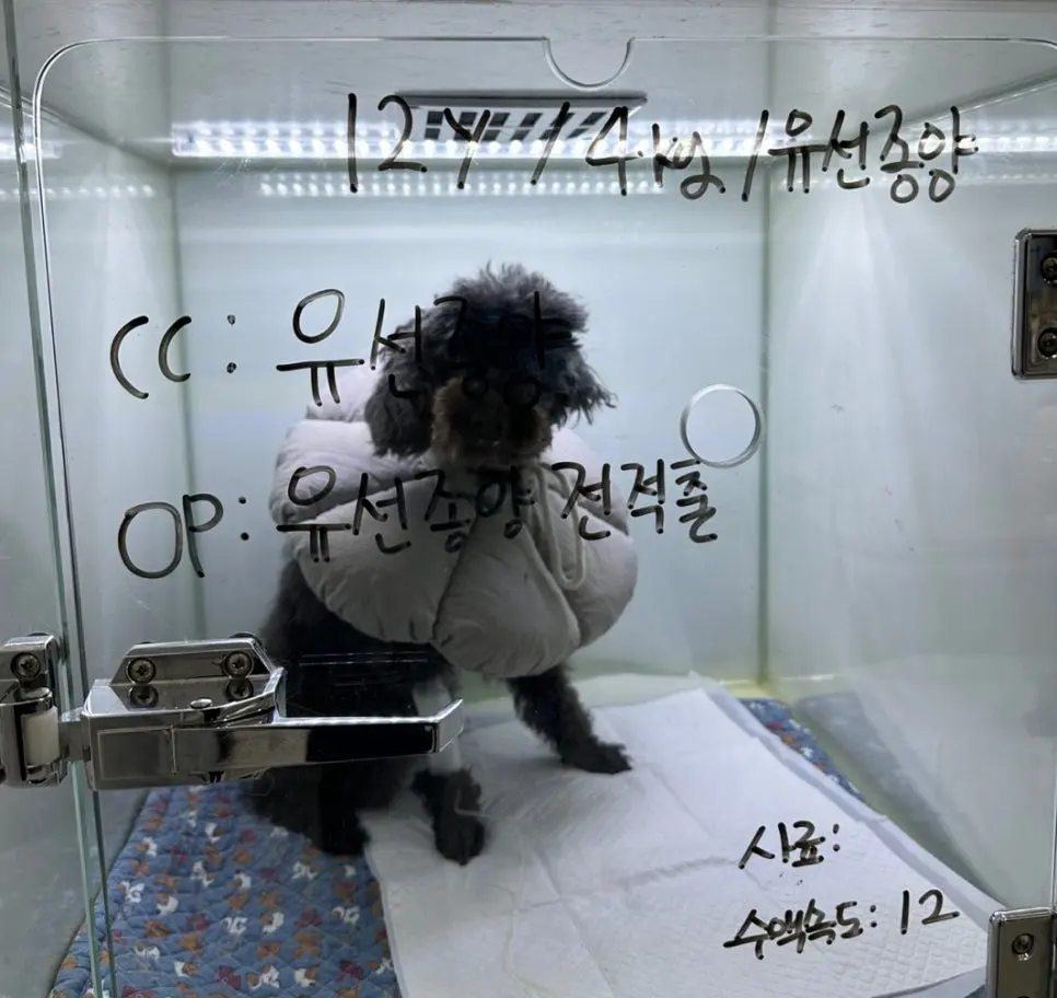 12살 강아지 유선종양 전적출, 중성화 수술했어요