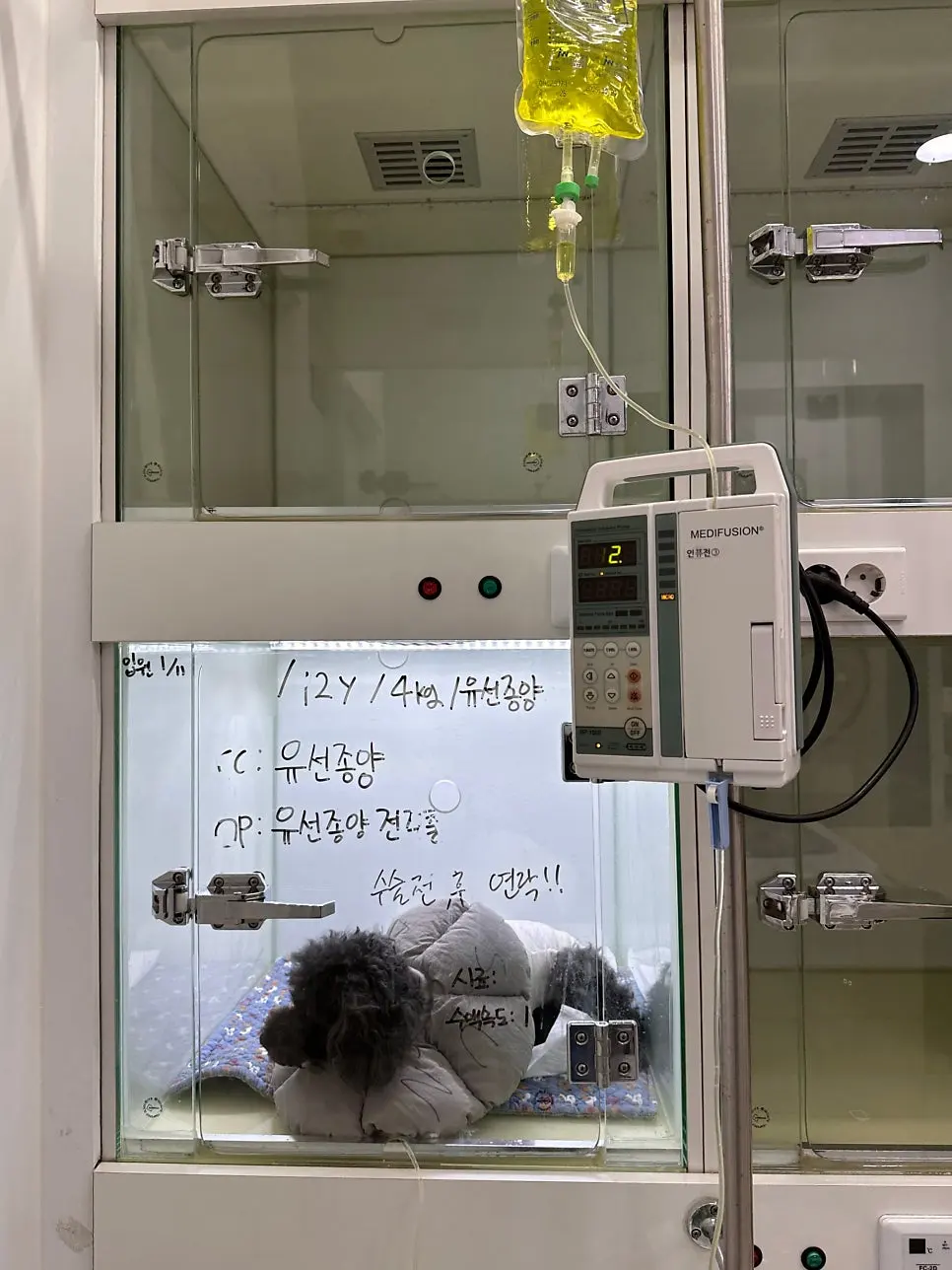 12살 강아지 유선종양 전적출, 중성화 수술했어요