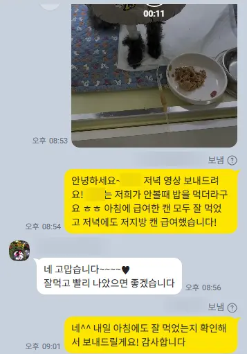 12살 강아지 유선종양 전적출, 중성화 수술했어요