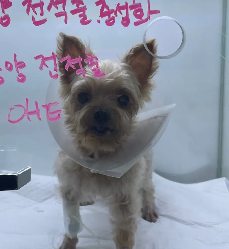 12살 강아지 유선종양 전체 적출, 중성화 수술 했어요.