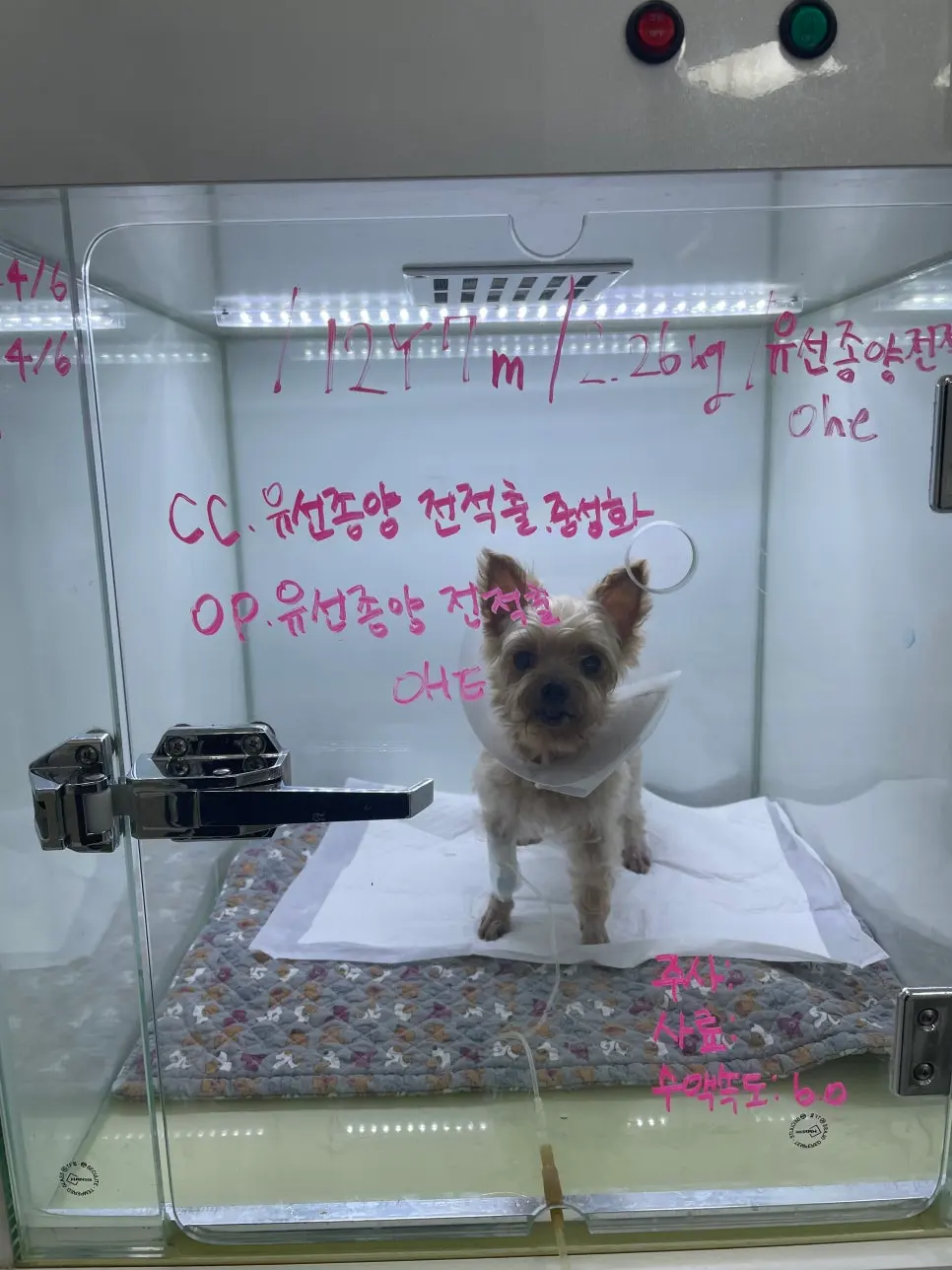 12살 강아지 유선종양 전체 적출, 중성화 수술 했어요.