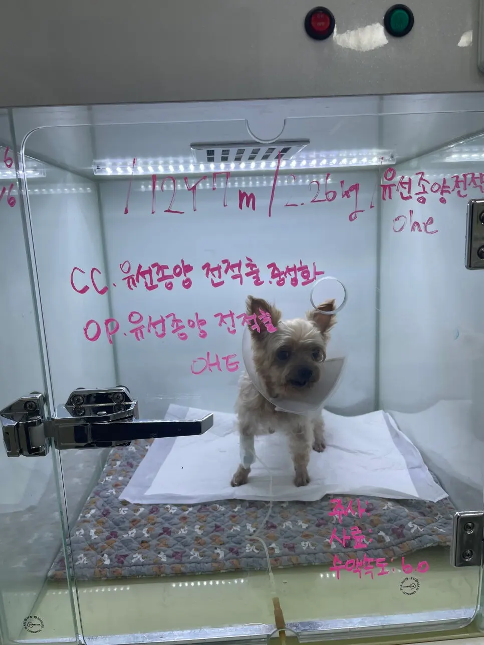 12살 강아지 유선종양 전체 적출, 중성화 수술 했어요.