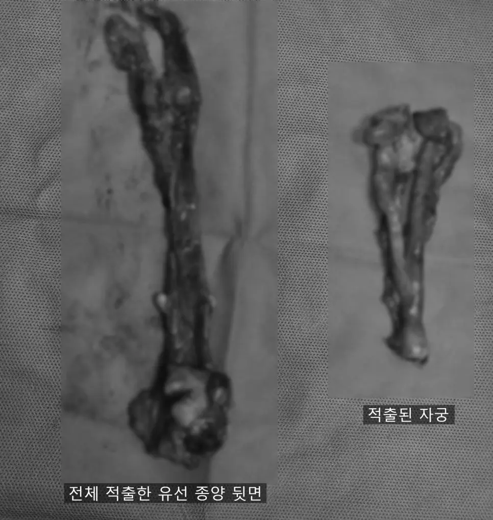 12살 강아지 유선종양 전체 적출, 중성화 수술 했어요.