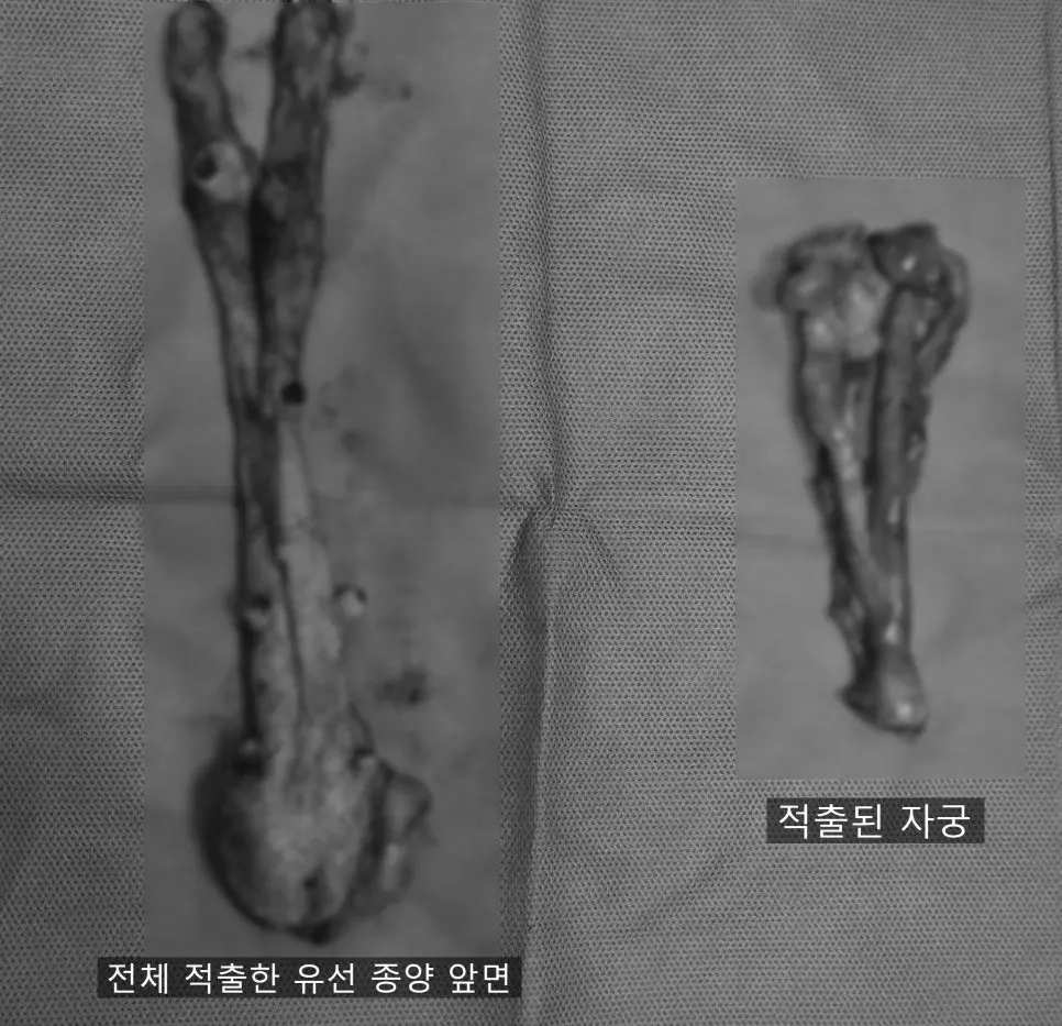 12살 강아지 유선종양 전체 적출, 중성화 수술 했어요.