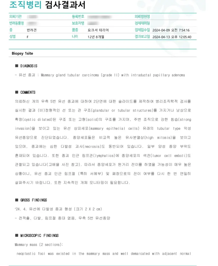 12살 강아지 유선종양 전체 적출, 중성화 수술 했어요.
