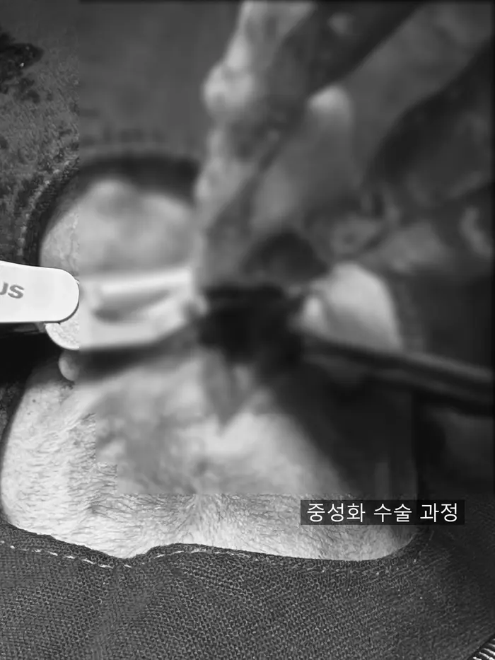 13살 강아지 유선종양 전적출, 중성화 수술했어요
