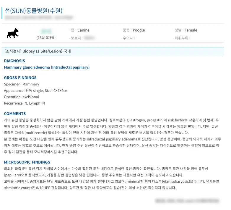 13살 강아지 유선종양 전적출, 중성화 수술했어요