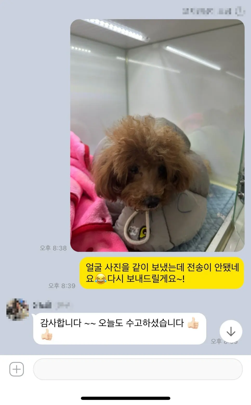 13살 강아지 유선종양 전체적출 ,중성화 수술 했어요