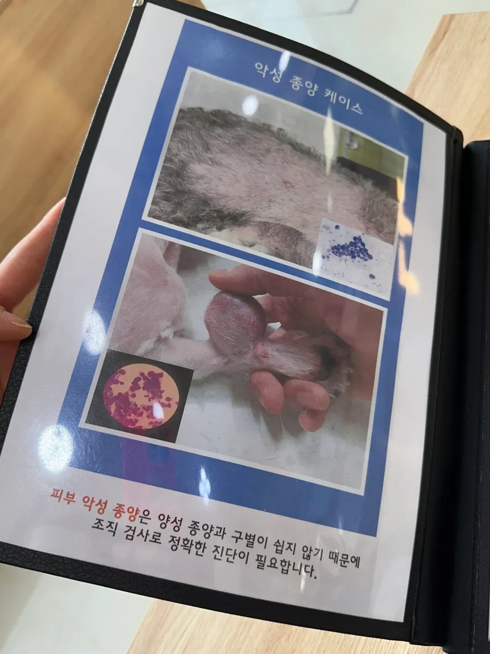 13살 강아지 유선종양 전체적출 ,중성화 수술 했어요