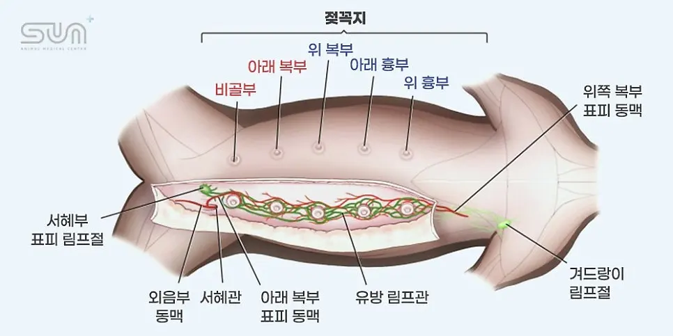 13살 강아지 유선종양 전체적출 ,중성화 수술 했어요
