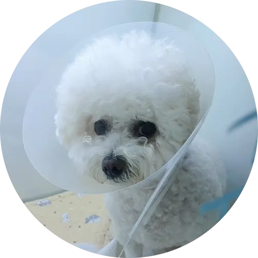 6살 강아지 유선종양 전체적 적출 수술, 중성화 수술했어요
