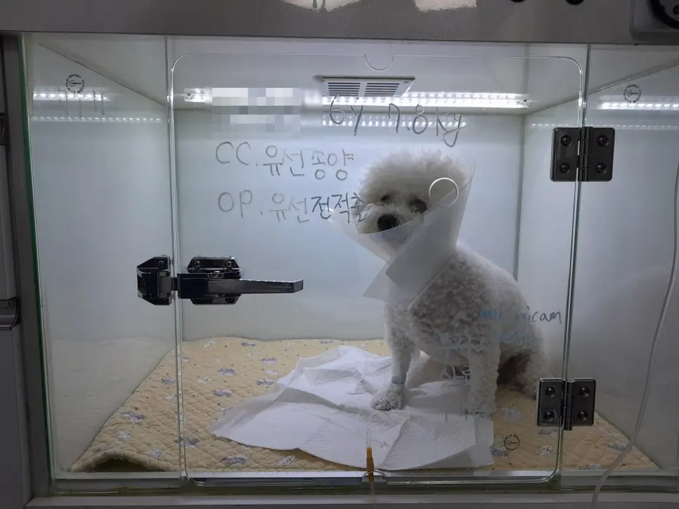 6살 강아지 유선종양 전체적 적출 수술, 중성화 수술했어요