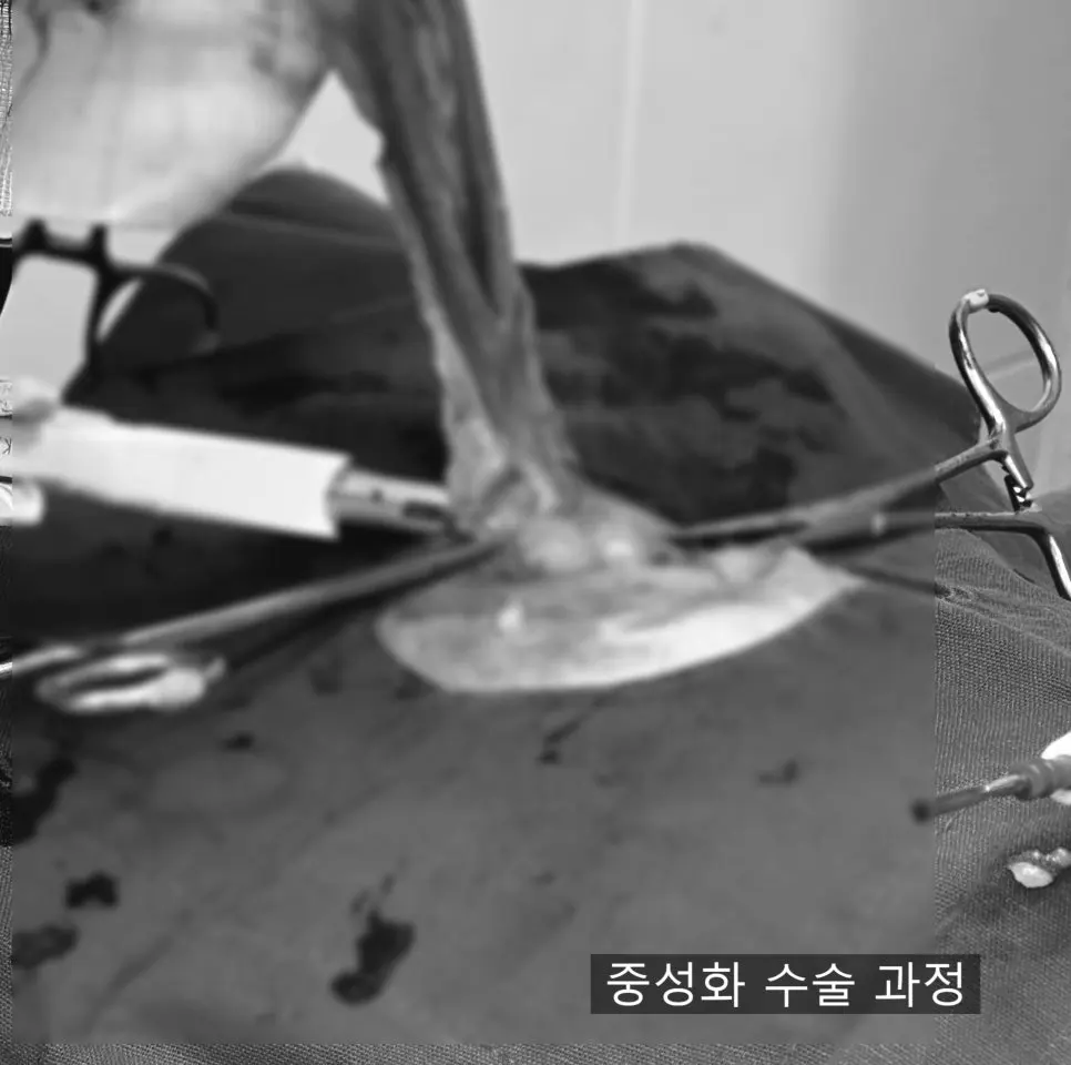 6살 강아지 유선종양 전체적 적출 수술, 중성화 수술했어요