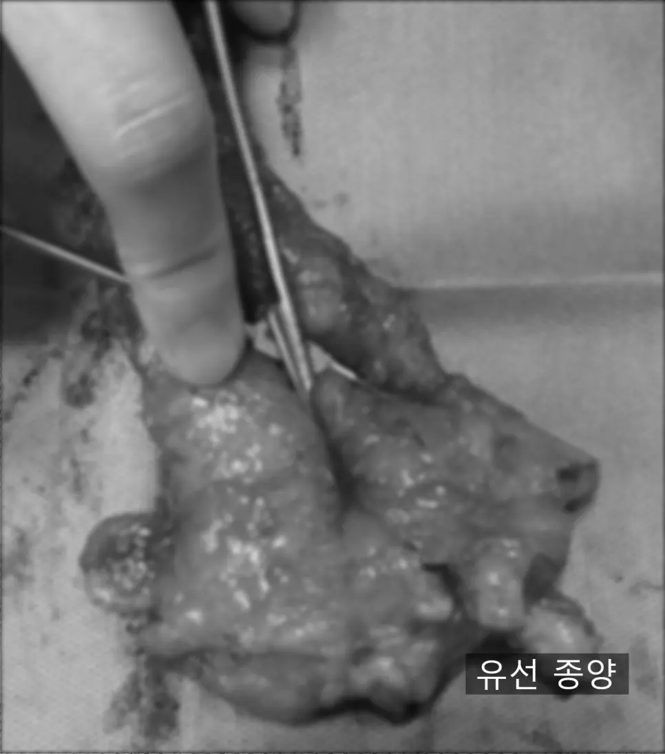 6살 강아지 유선종양 전체적 적출 수술, 중성화 수술했어요