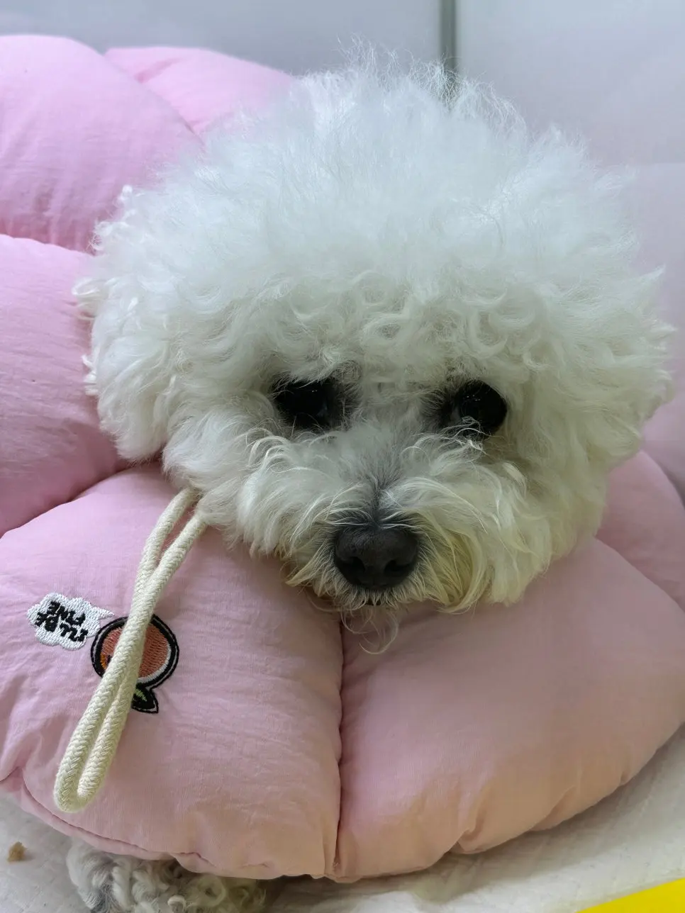 6살 강아지 유선종양 전체적 적출 수술, 중성화 수술했어요