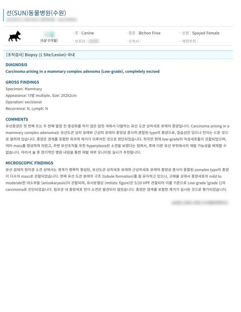 6살 강아지 유선종양 전체적 적출 수술, 중성화 수술했어요