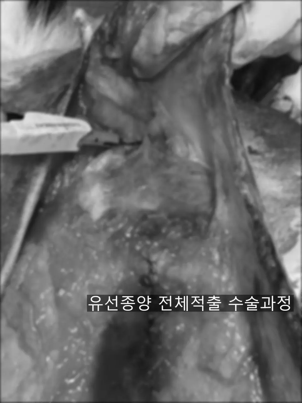 8살 강아지 유선종양 전적출, 중성화 수술했어요