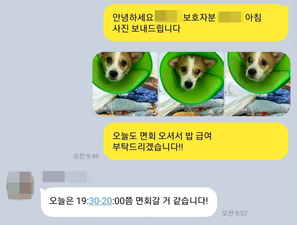 8살 강아지 유선종양 전적출, 중성화 수술했어요