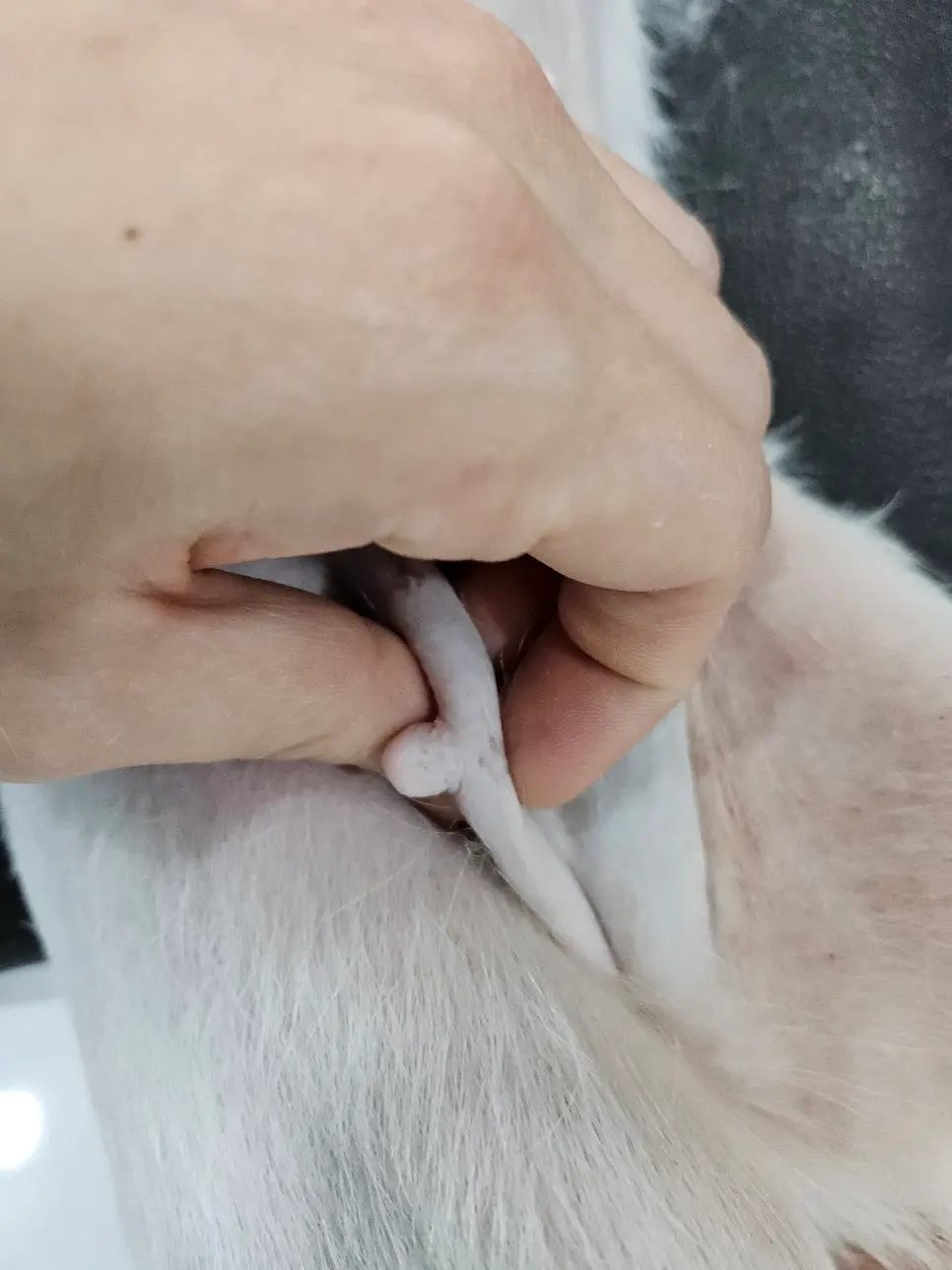 8살 강아지 유선종양 전적출, 중성화 수술했어요
