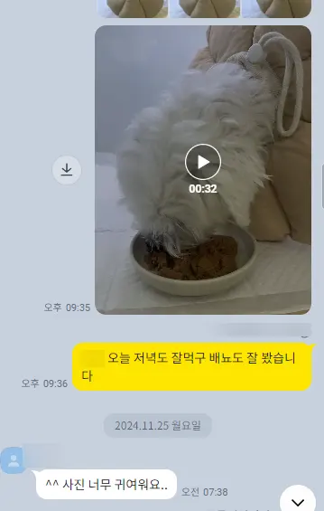 8살 강아지 유선전적출+ 중성화 수술했어요