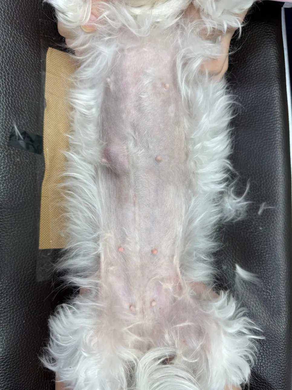 8살 강아지 유선전적출+ 중성화 수술했어요