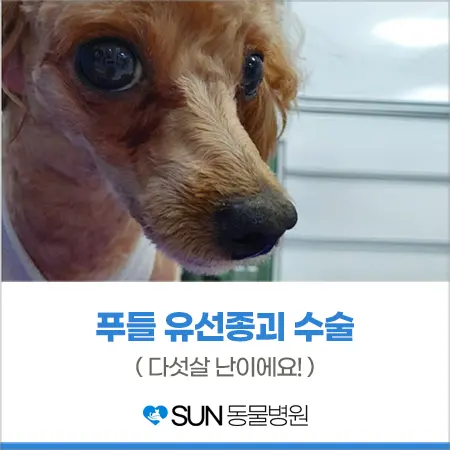 다섯 살 난이의 유선종괴수술 이야기