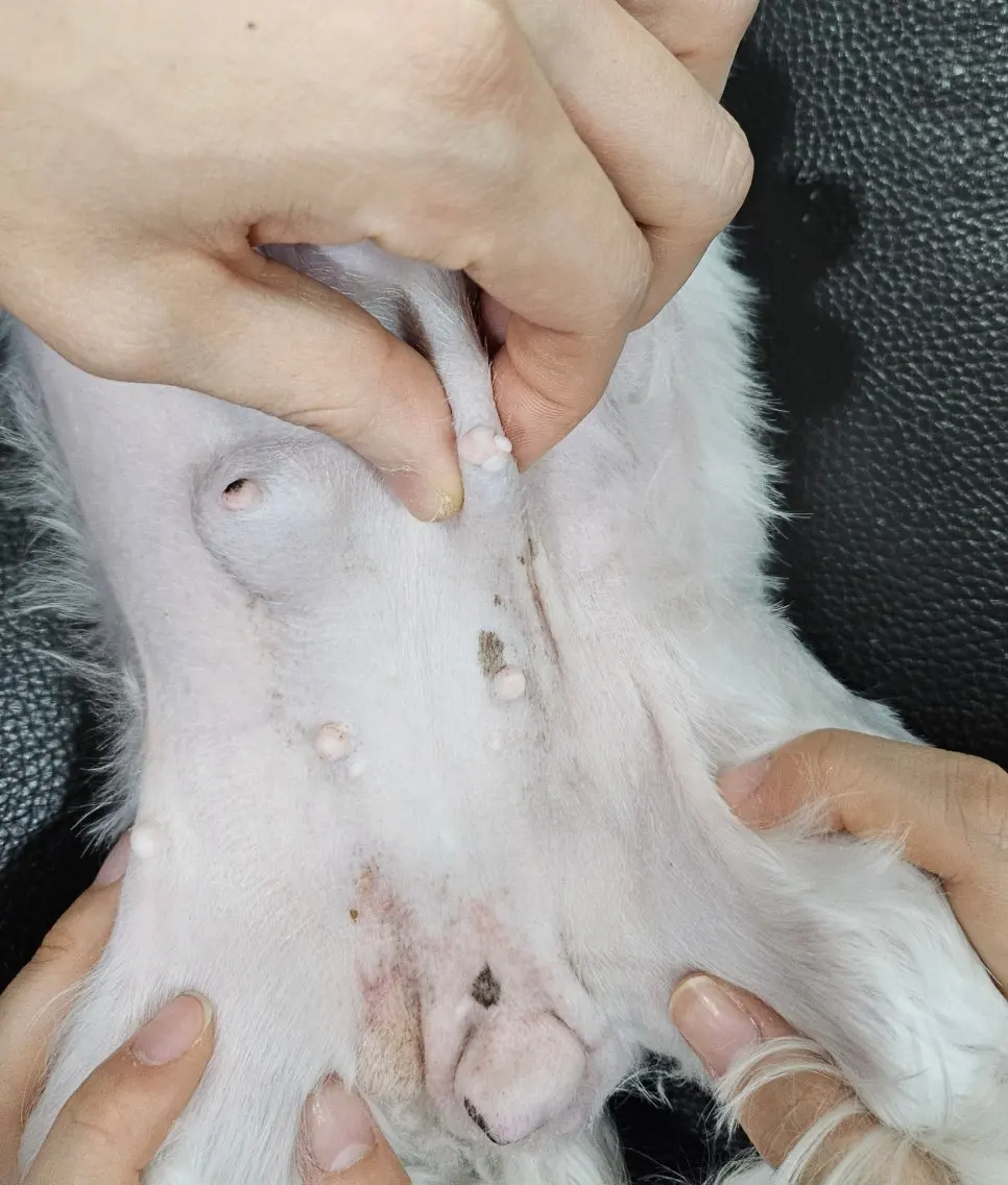 11살 강아지 유선종양 전체적출, 중성화 수술, 서혜부 탈장 수술했어요