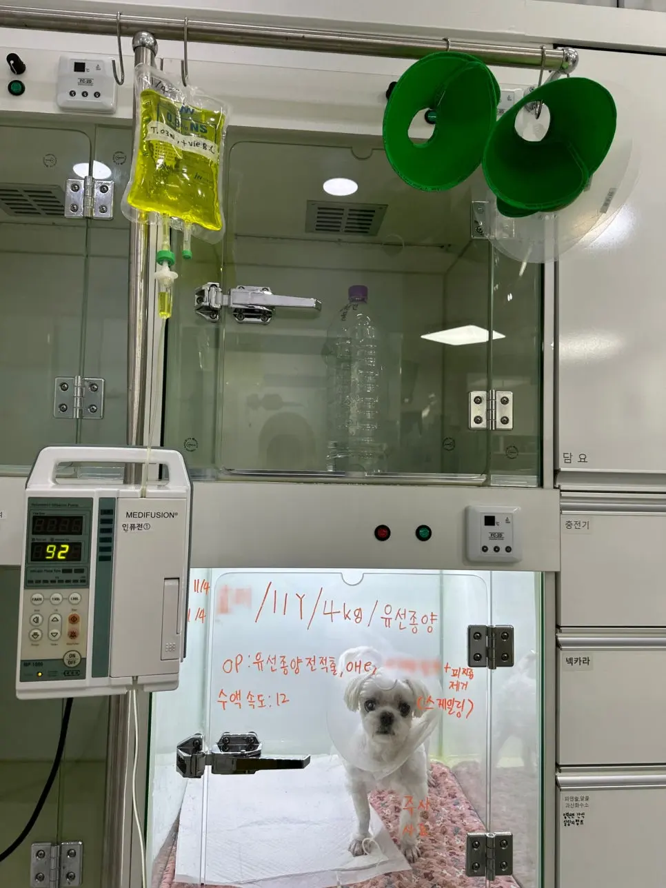 11살 강아지 유선종양 전체적출, 중성화 수술, 서혜부 탈장 수술했어요