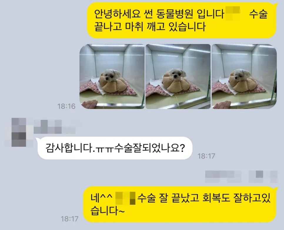 11살 강아지 유선종양 전체적출, 중성화 수술, 서혜부 탈장 수술했어요