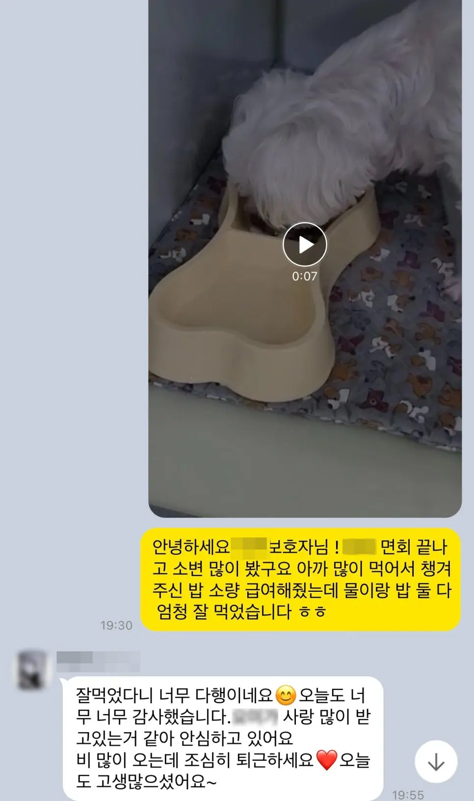 11살 강아지 유선종양 전체적출, 중성화 수술, 서혜부 탈장 수술했어요